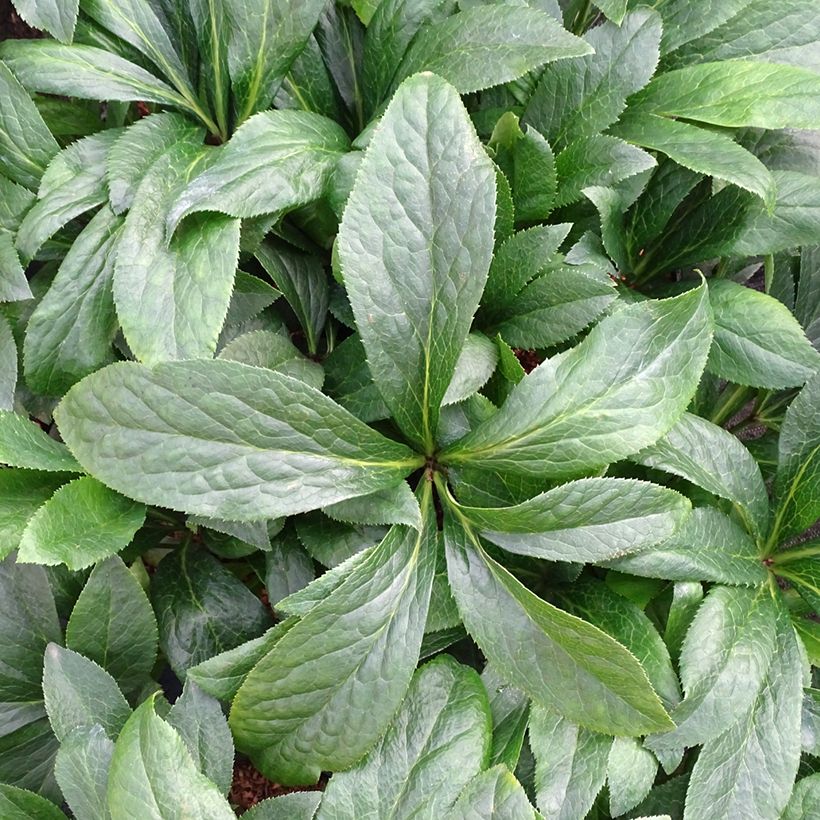 Hellébore orientale ViV Patrizia (Foliage)