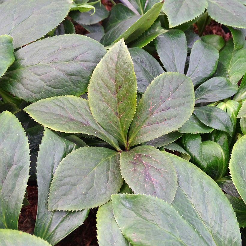 Hellébore orientale ViV Serafina (Feuillage)