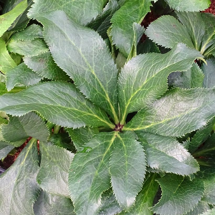 Hellébore orientale ViV Stefania (Feuillage)