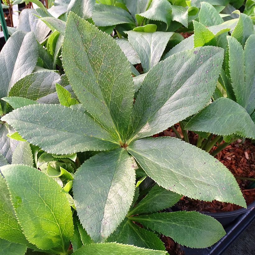 Hellébore orientale ViV Teresa (Feuillage)