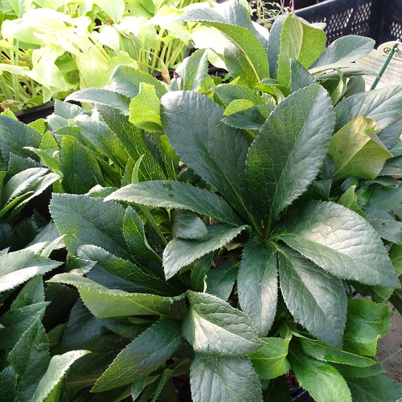 Hellébore orientale ViV Vera (Feuillage)