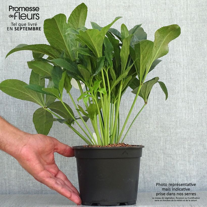 Spécimen de Hellébore orientale ViV Vera Pot de 2L/3L tel que livré en automne