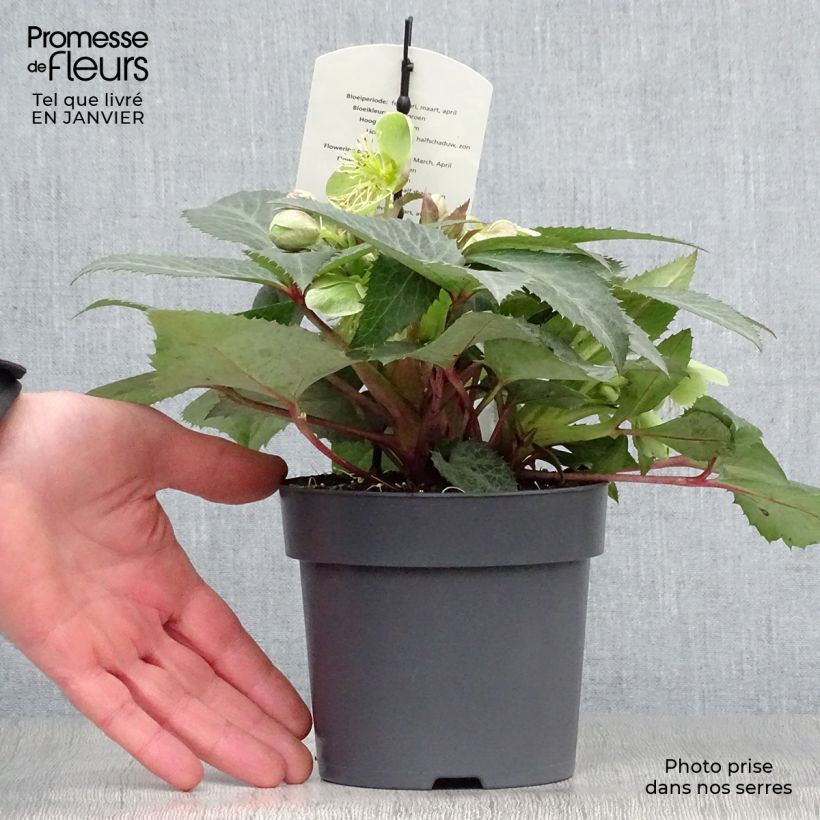 Spécimen de Hellébore sternii Grey Star - Hellébore de Stern Godet de 8/9 cm tel que livré en hiver