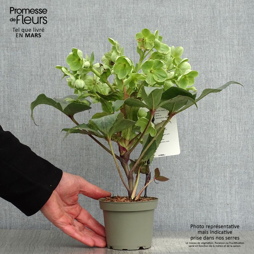 Example of Hellébore sternii Remi - Helleborus (x) sternii Pot de 1L/1,5L as you get in printemps