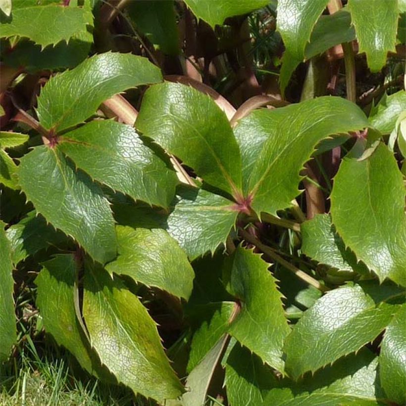 Hellébore de Corse - Helleborus argutifolius  (Foliage)