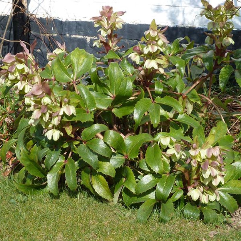Hellébore de Corse - Helleborus argutifolius  (Plant habit)