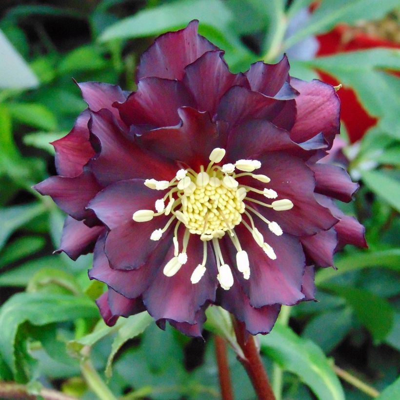 Hellebore orientale ViV Luisa - Helleborus orientalis  (Floraison)