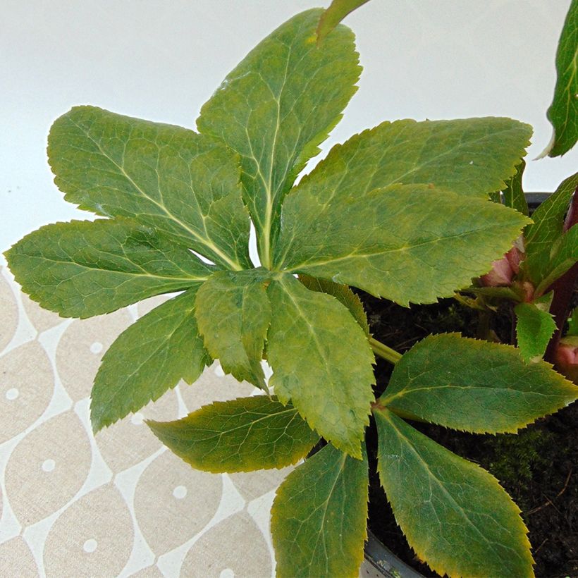 Hellébore orientale Magic Abricot guttatus (Feuillage)