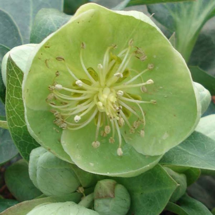 Hellébore sternii Remi - Helleborus (x) sternii (Flowering)