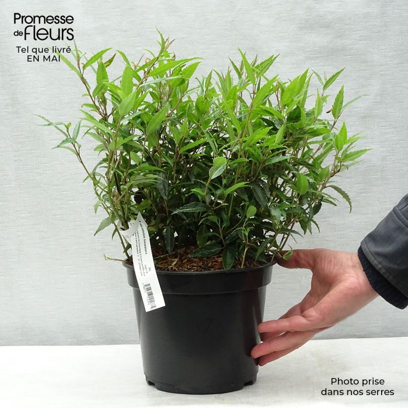 Spécimen de Helwingia himalaica - Helwingie de l'Himalaya Pot de 3L/4L tel que livré au printemps