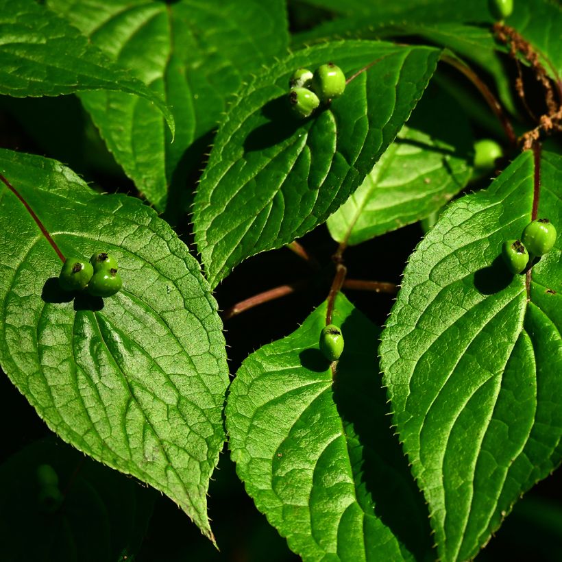 Helwingia japonica femelle (Récolte)