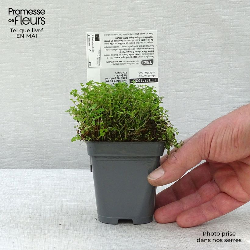 Example of Helxine - Soleirolia soleirolii Godet de 7/8 cm as you get in printemps