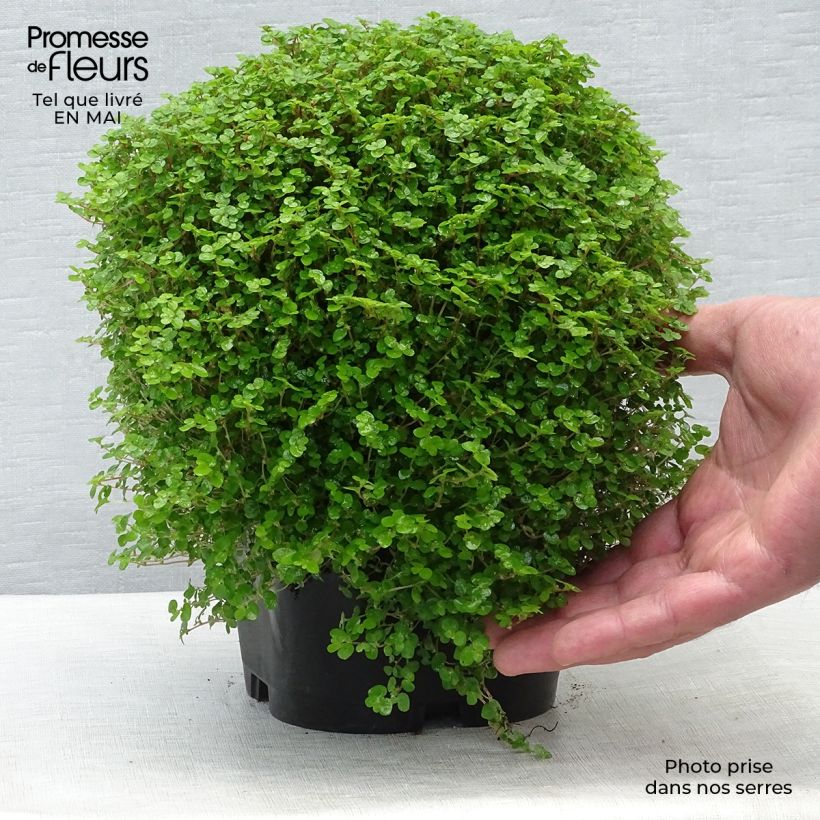 Example of Helxine - Soleirolia soleirolii Pot de 2L/3L as you get in printemps