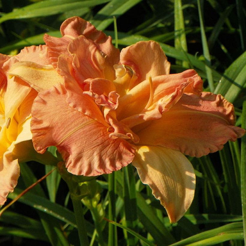 Hémérocalle Angelic Grin - Lis d'un Jour double, rose abricot tendre (Floraison)