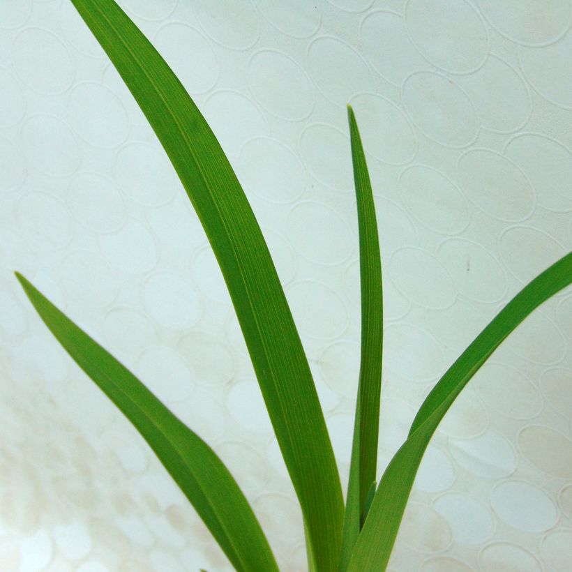 Hémérocalle Apricot Beauty - Lis d'un jour double orange à macule (Foliage)