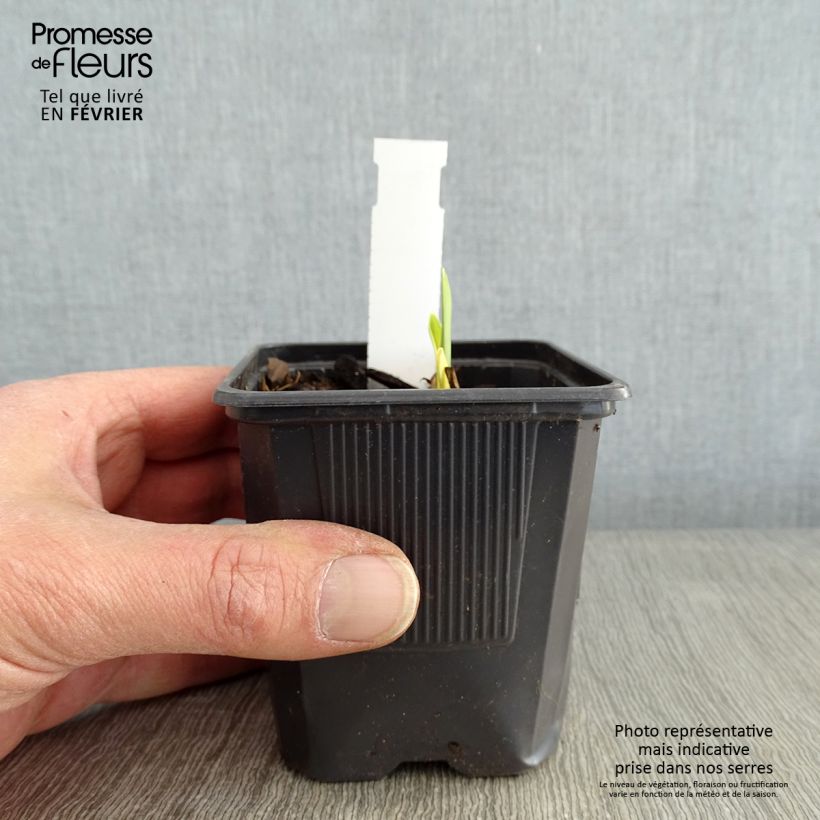 Example of Hémérocalle Apricot Beauty - Lis d'un jour double orange à macule Godet de 8/9 cm as you get in hiver