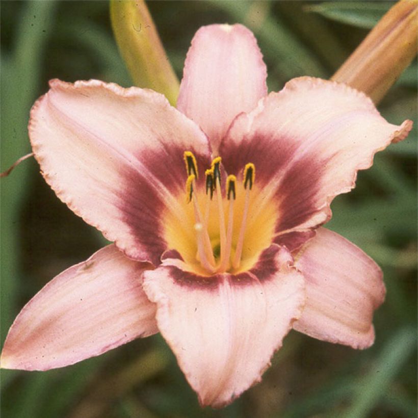Hémérocalle Bishop Crest - Lis d'un Jour (Floraison)