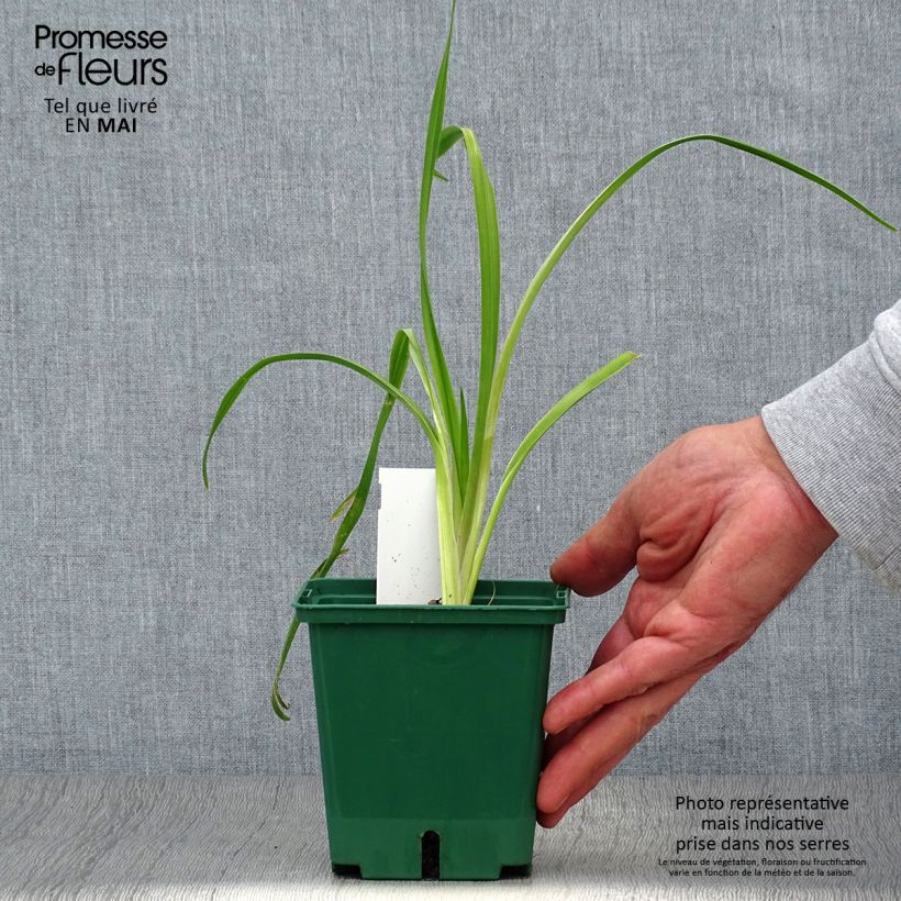 Example of Hémérocalle Black Eyed Susan - Lis d'un jour jaune d'or, oeil brun Pot de 1L/1,5L as you get in printemps