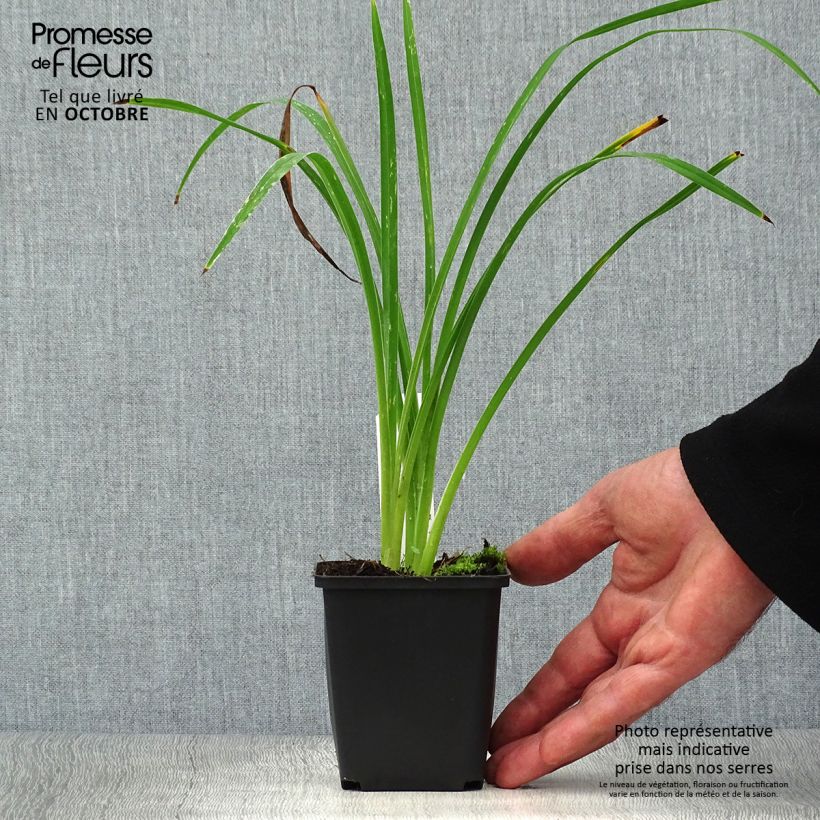 Spécimen de Hémérocalle Black Prince - Lis d'un jour rouge sombre, reflets noirs. Godet de 8/9 cm tel que livré en automne
