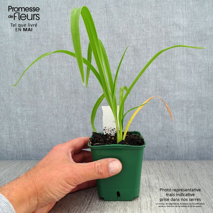 Example of Hémérocalle Bonanza - Lis d'un jour Godet de 8/9 cm as you get in printemps