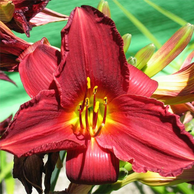 Hémérocalle Bonnie Boy - Lis d'un Jour (Floraison)
