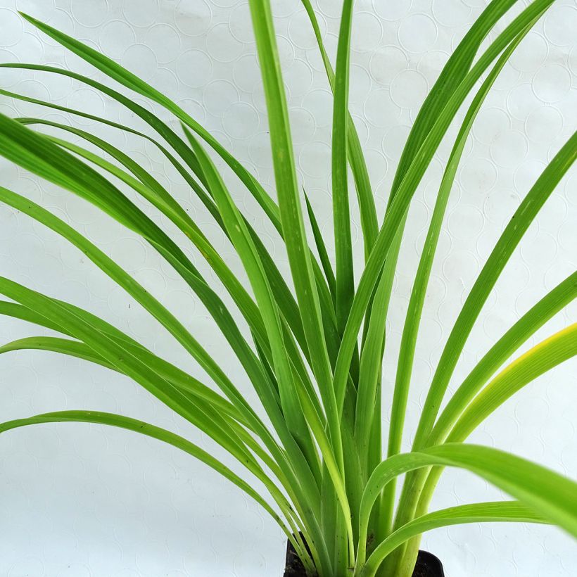 Hémérocalle Burning Daylight - Lis d'un Jour (Foliage)