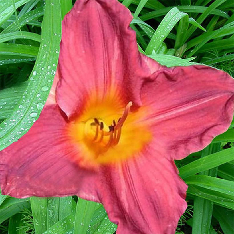 Hémérocalle Carnival Flair - Lis d'un Jour (Floraison)