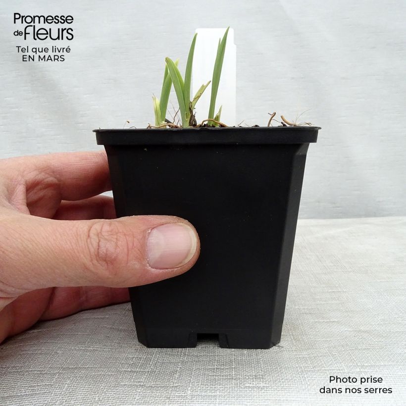 Example of Hémérocalle Catherine Woodbury - Lis d'un jour Godet de 8/9 cm as you get in printemps