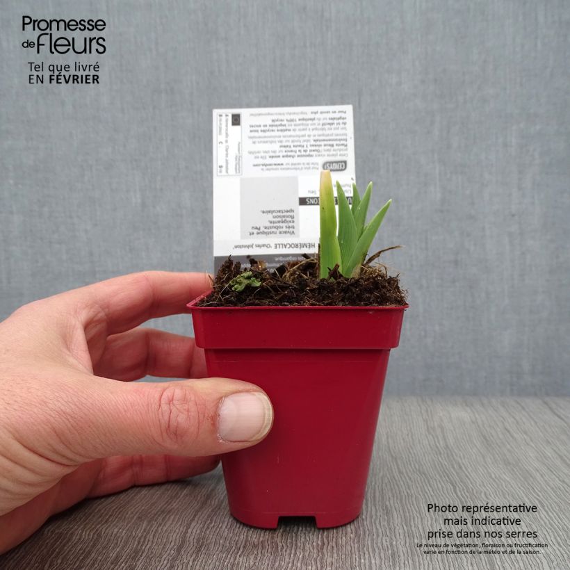 Example of Hémérocalle Charles Johnson - Lis d'un Jour Godet de 8/9 cm as you get in hiver