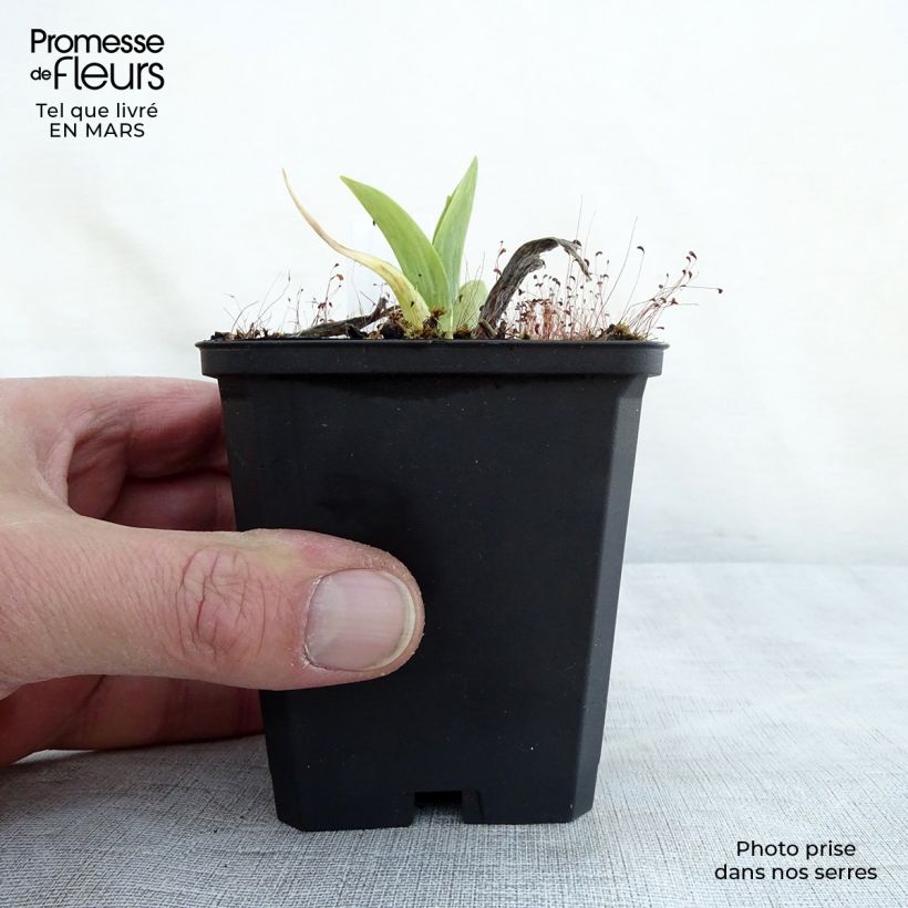 Example of Hémérocalle Chicago Sunrise - Lis d'un jour Godet de 8/9 cm as you get in printemps