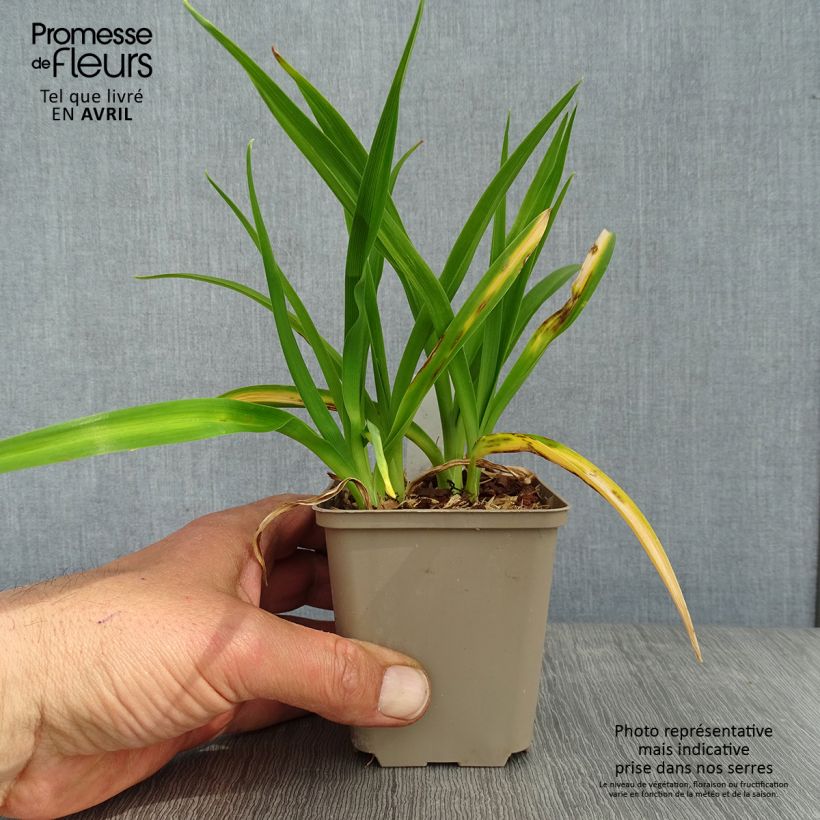 Example of Hémérocalle Chocolate Candy - Lis d'un Jour rouge acajou Godet de 8/9 cm as you get in printemps