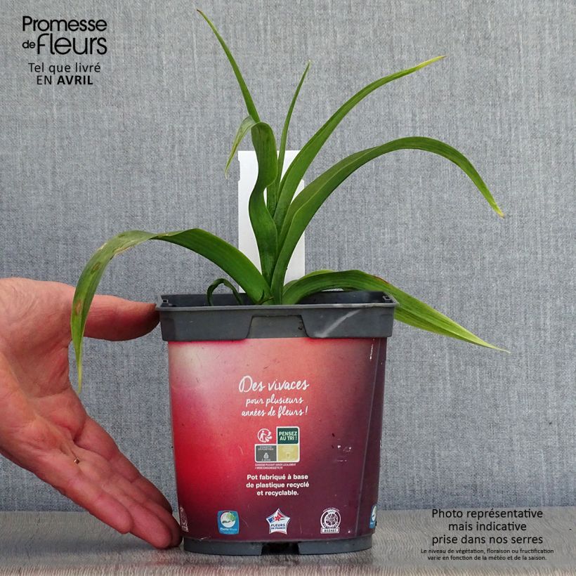 Example of Hémérocalle Crimson Pirate - Lis d'un Jour rouge vif Pot de 2L/3L as you get in printemps
