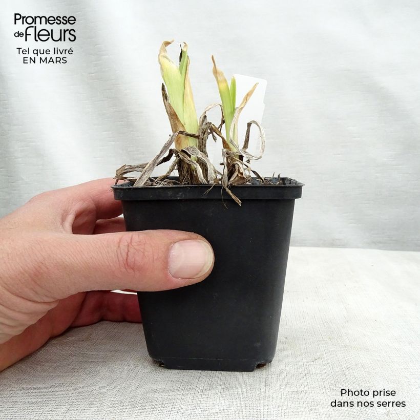 Spécimen de Hémérocalle Dragons Eye - Lis d'un Jour Pot de 1L/1,5L tel que livré au printemps