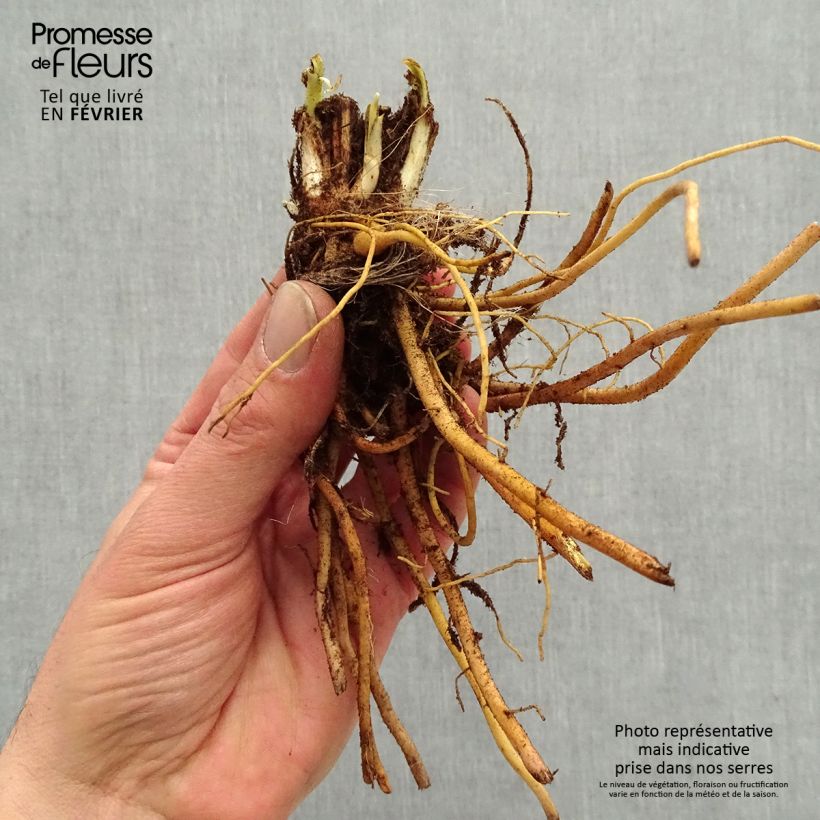 Example of Hémérocalle Everydaylily Bronze - Lis d'un jour Racines nues, Qualité premium as you get in hiver