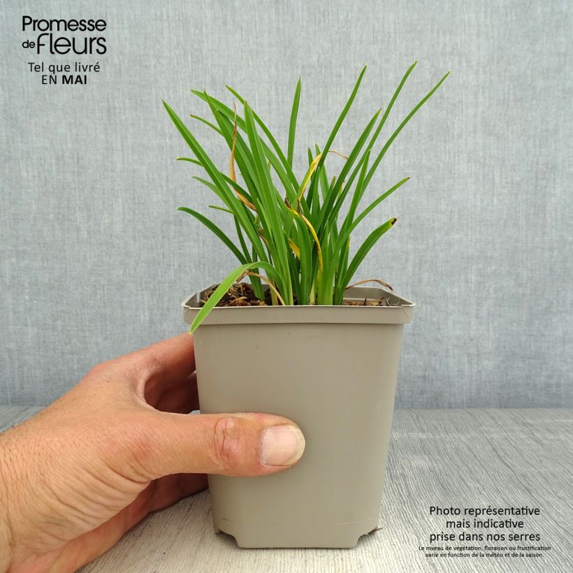 Example of Hémérocalle Everydaylily Cerise - Lis d'un jour Godet de 8/9 cm as you get in printemps