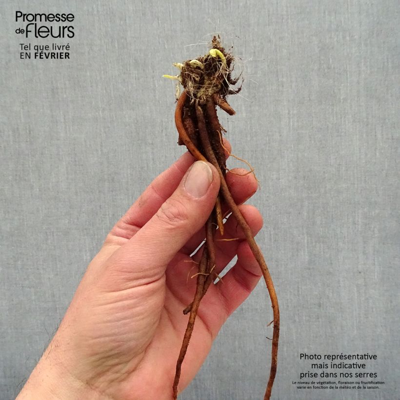 Example of Hémérocalle Everydaylily Cerise - Lis d'un jour Racines nues, qualité premium as you get in hiver