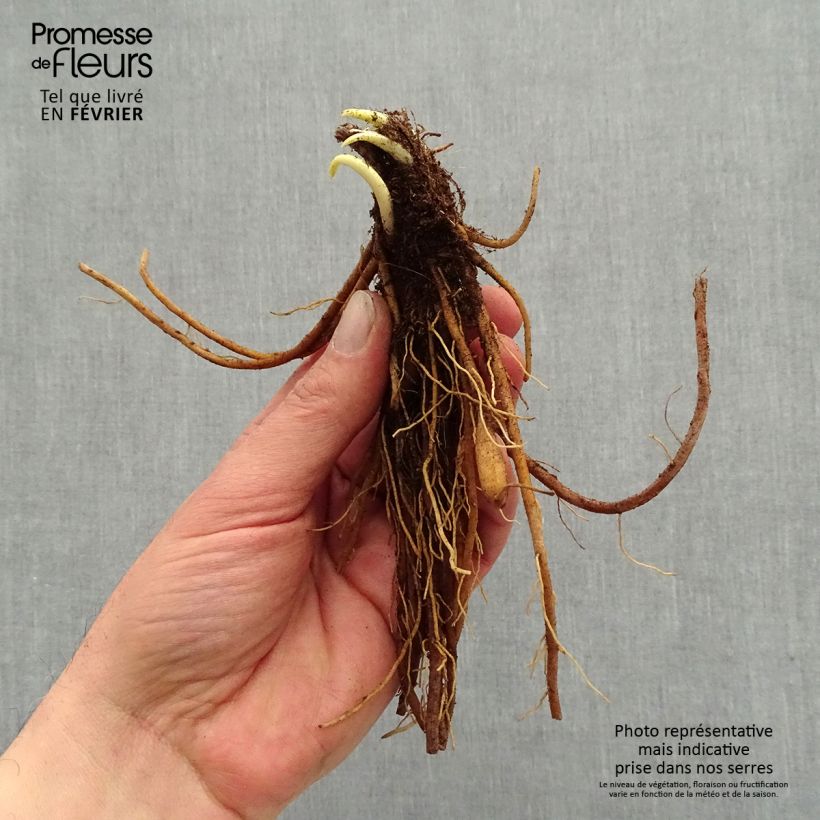 Spécimen de Hémérocalle Everydaylily Punch Yellow - Lis d'un jour Racines nues, Qualité premium tel que livré en hiver