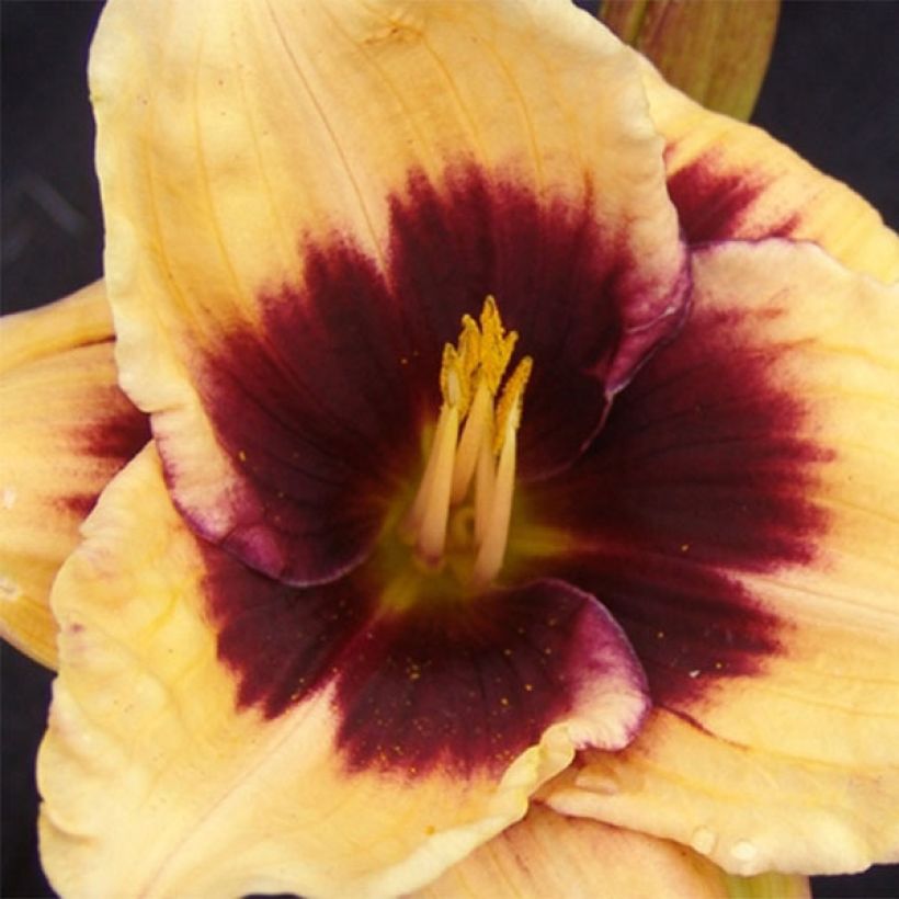 Hémérocalle Eye of Newt - Lis d'un Jour (Floraison)