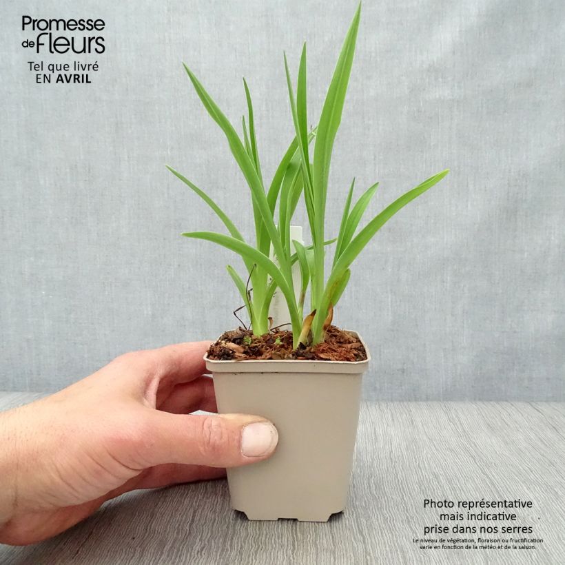 Example of Hémérocalle Final Touch - Lis d'un jour rose carmin à centre vert Godet de 8/9 cm as you get in printemps