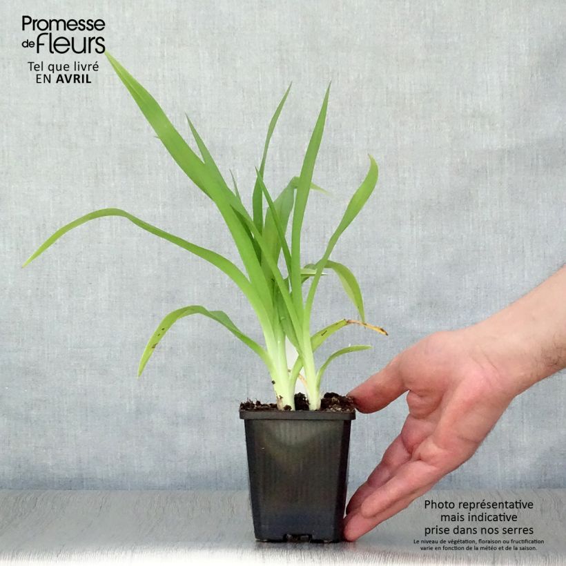 Example of Hémérocalle Frans Hals - Lis d'un Jour bicolore rouge orange Godet de 8/9 cm as you get in printemps