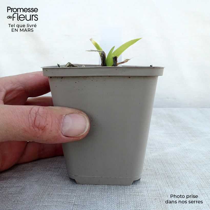 Spécimen de Hémérocalle Grape Velvet - Lis d'un jour Godet de 8/9 cm tel que livré au printemps