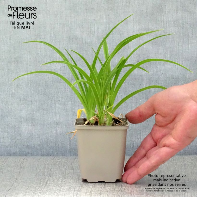 Spécimen de Hémérocalle Green Flutter - Lis d'un Jour blanc verdâtre Godet de 8/9 cm tel que livré au printemps