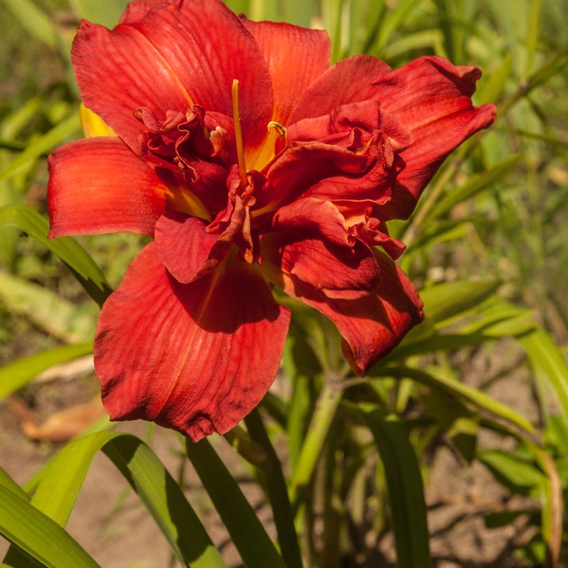 Hémérocalle Highland Lord - Lis d'un Jour double, rouge rubis (Floraison)