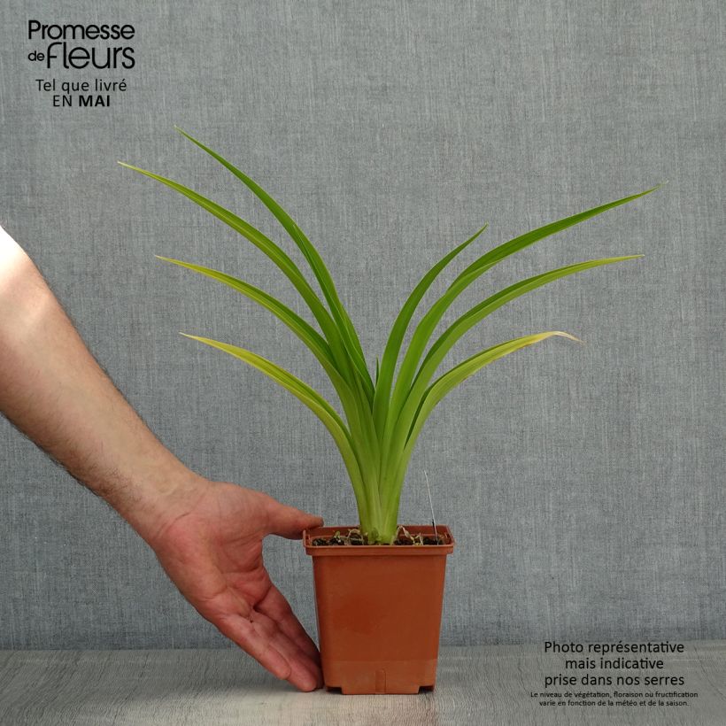 Spécimen de Hémérocalle Indy Reflections - Lis d'un jour Pot de 1L/1,5L tel que livré au printemps