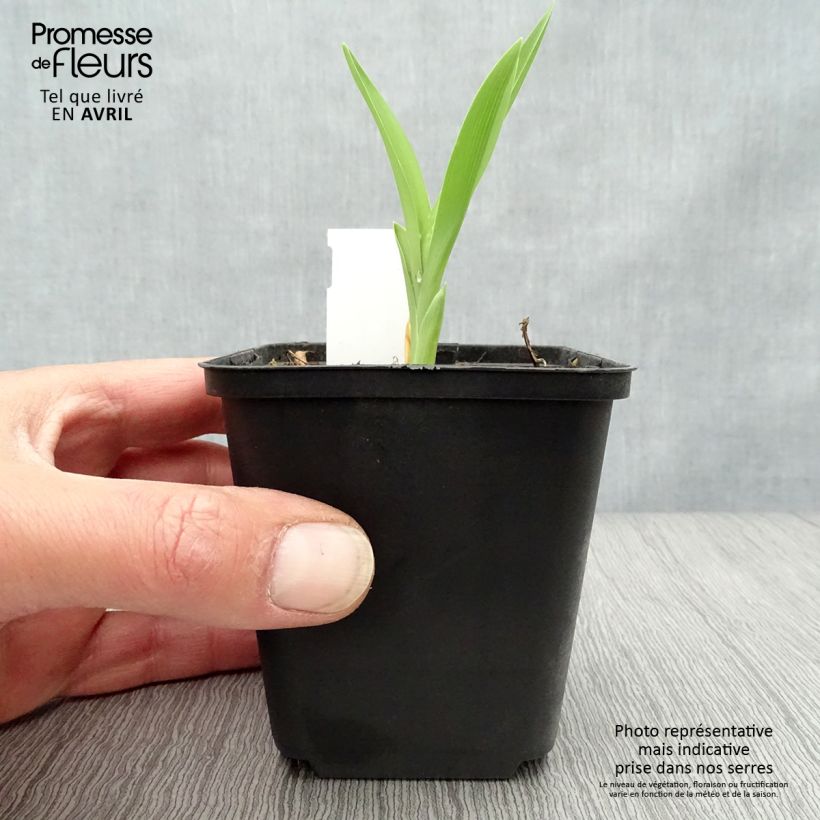 Example of Hémérocalle Joan Senior - Lis d'un jour blanc crème Godet de 8/9 cm as you get in printemps