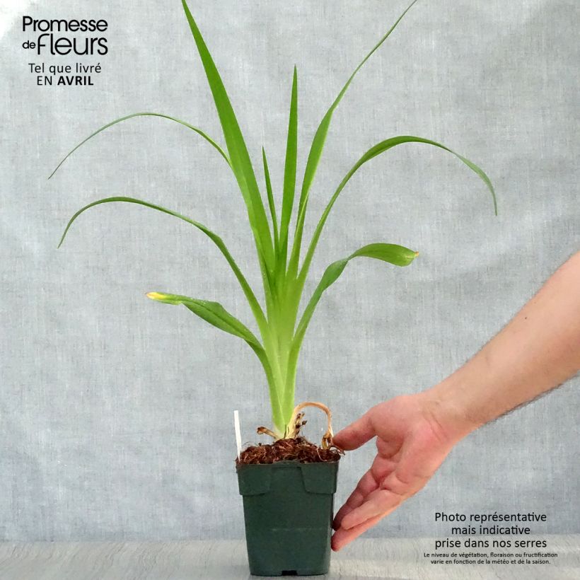 Example of Hémérocalle Jolly Hearts - Lis d'un Jour Godet de 8/9 cm as you get in printemps