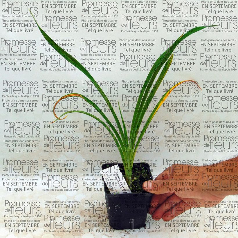 Exemple de spécimen de Hémérocalle Lavender Deal - Lis d'un jour rose lavande Godet de 8/9 cm tel que livré