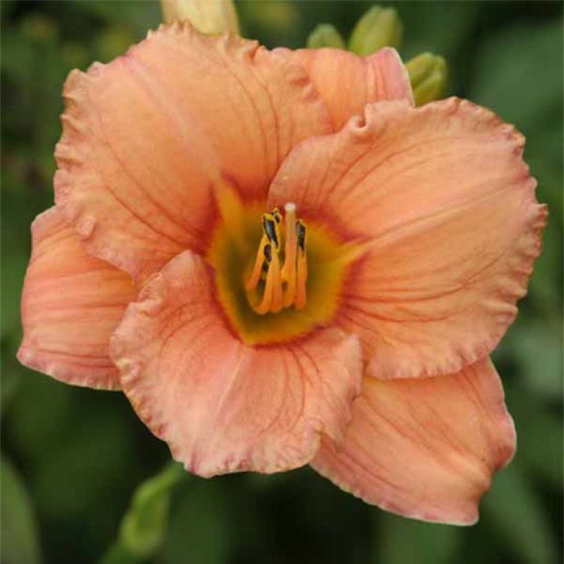 Hémérocalle Mama Cha Cha - Lis d'un Jour rose pêche, oeil pourpre. (Floraison)