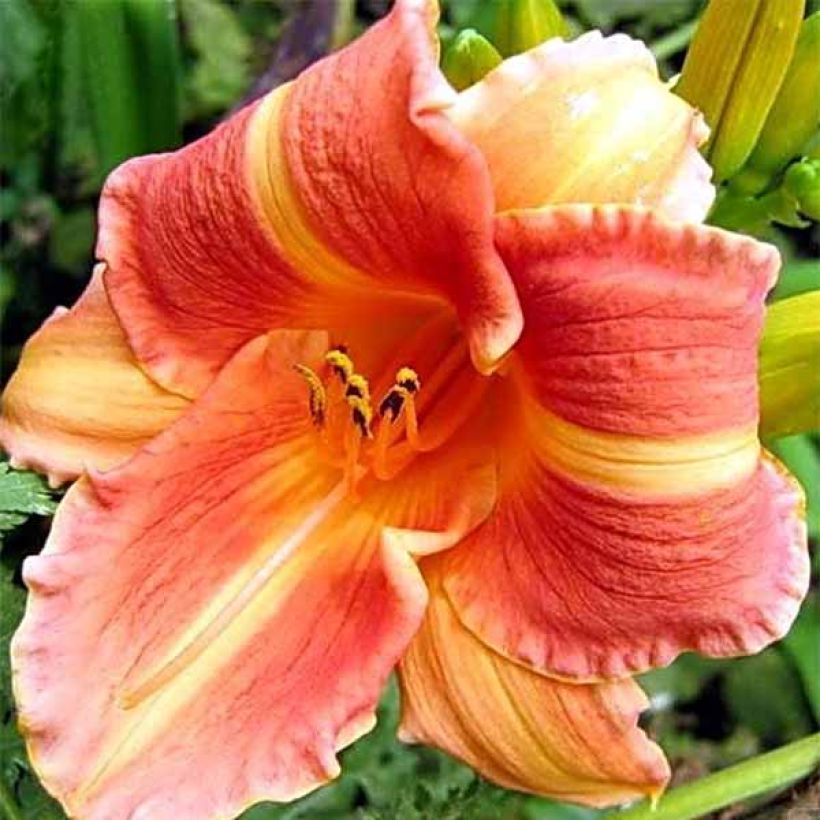 Hémérocalle Martha Lee - Lis d'un Jour rose et orange. (Floraison)