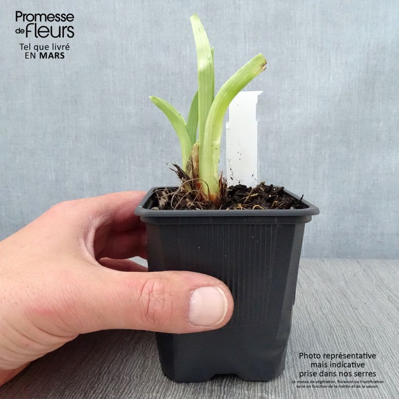 Example of Hémérocalle Mildred Mitchell - Lis d'un Jour  Godet de 8/9 cm as you get in printemps